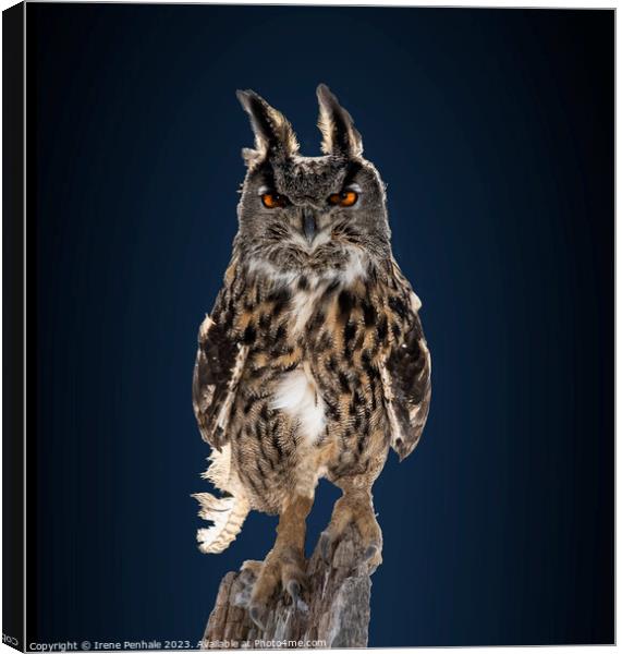 Intense gaze of the Great Horned Owl Canvas Print by Irene Penhale