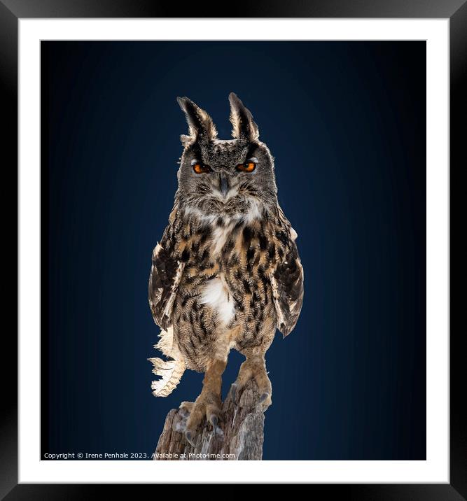 Intense gaze of the Great Horned Owl Framed Mounted Print by Irene Penhale