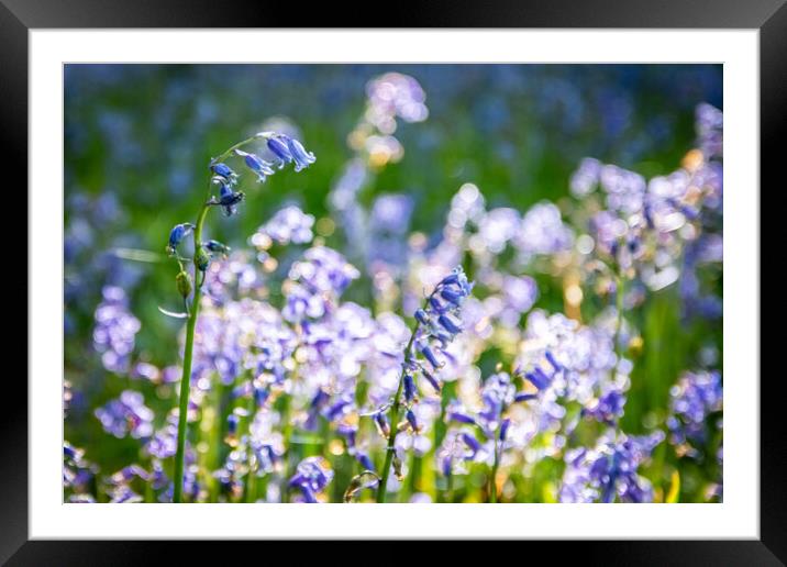 Bluebells In The Sunlight Framed Mounted Print by Apollo Aerial Photography