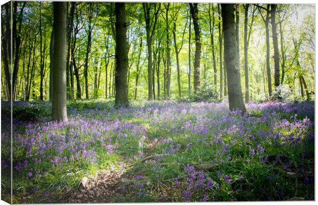 Bluebells in the Woods Canvas Print by Apollo Aerial Photography