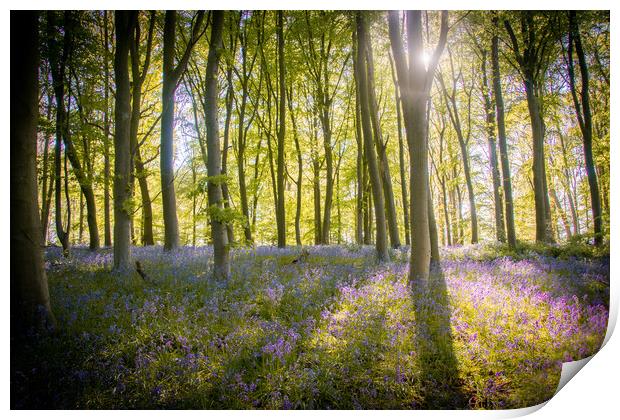 English Bluebell Wood Print by Apollo Aerial Photography