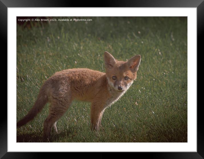 Fox Fox Framed Mounted Print by Alex Brown