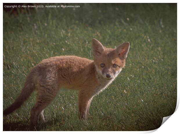 Fox Fox Print by Alex Brown