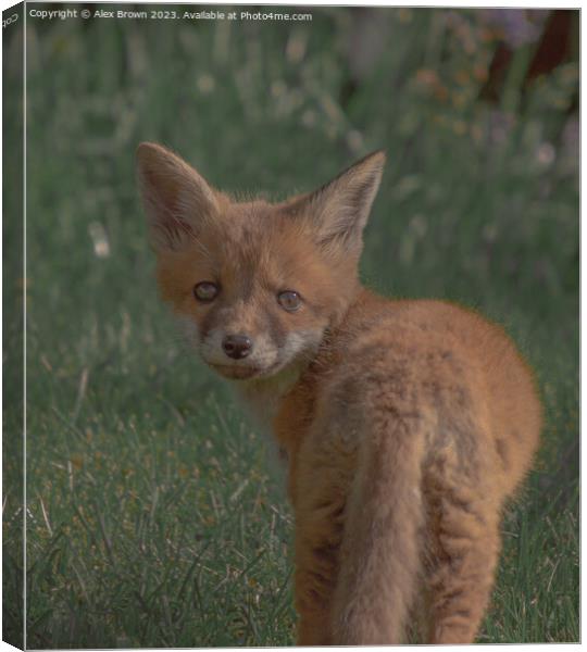 A fox in the grass Canvas Print by Alex Brown