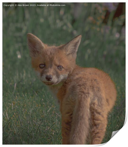 A fox in the grass Print by Alex Brown