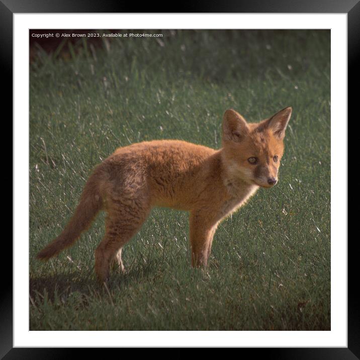 Foxy Framed Mounted Print by Alex Brown