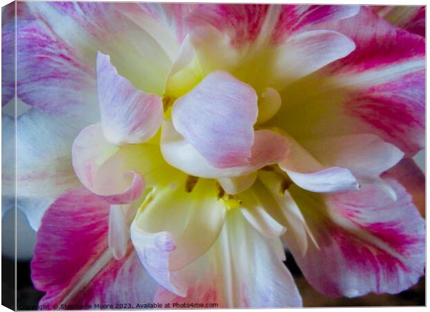 Frilly Tulip Canvas Print by Stephanie Moore