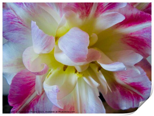 Frilly Tulip Print by Stephanie Moore