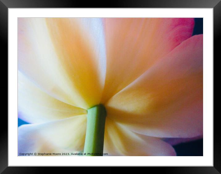 Tulip Framed Mounted Print by Stephanie Moore