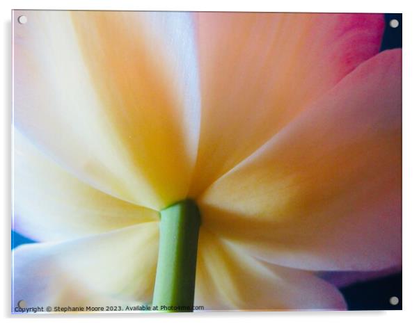 Tulip Acrylic by Stephanie Moore