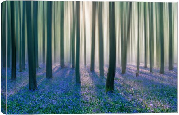 Majestic Bluebell Woods Canvas Print by Graham Custance