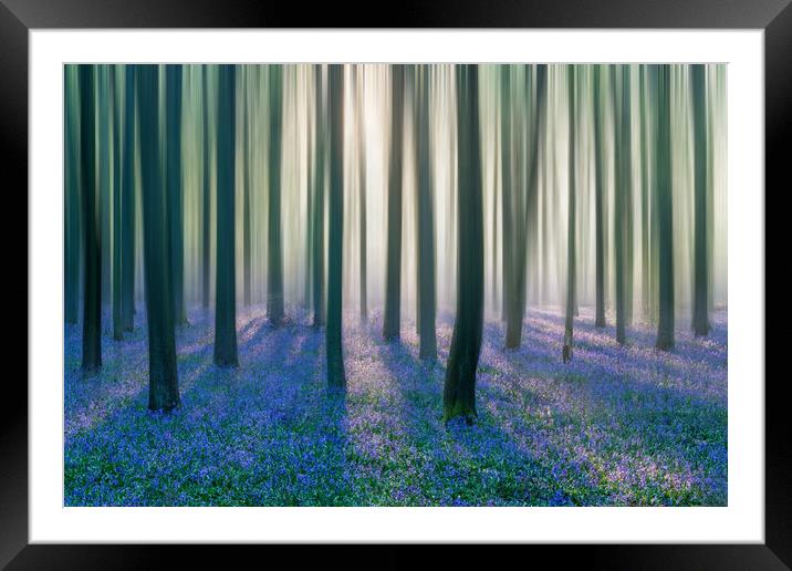 Majestic Bluebell Woods Framed Mounted Print by Graham Custance