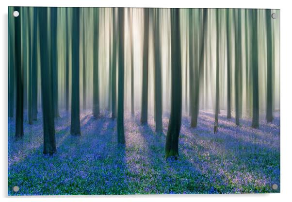 Majestic Bluebell Woods Acrylic by Graham Custance