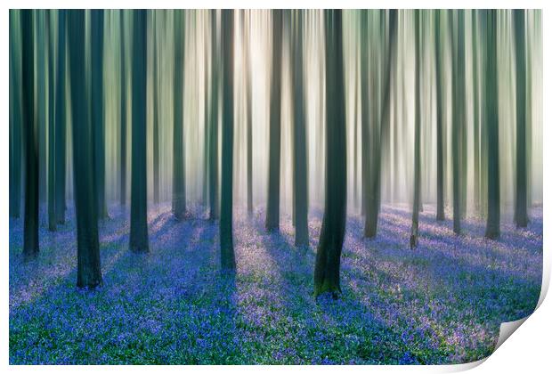 Majestic Bluebell Woods Print by Graham Custance