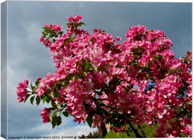 Apple blossoms Canvas Print by Stephanie Moore