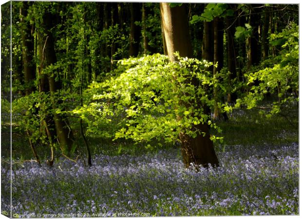 sunlit leaves and bluebells  Canvas Print by Simon Johnson