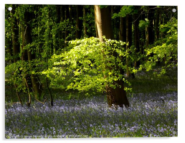 sunlit leaves and bluebells  Acrylic by Simon Johnson