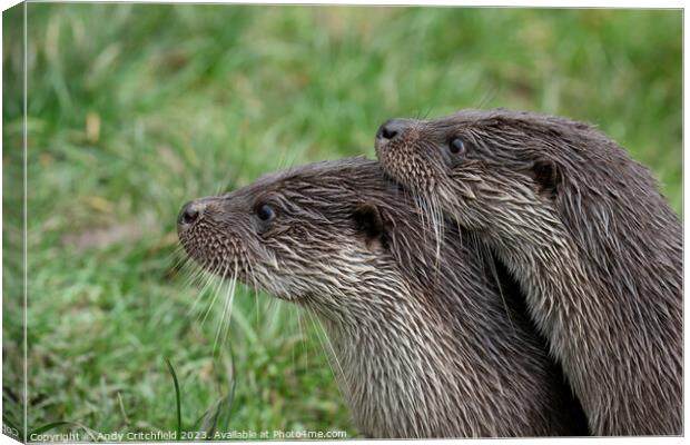 Pair of Otters Canvas Print by Andy Critchfield