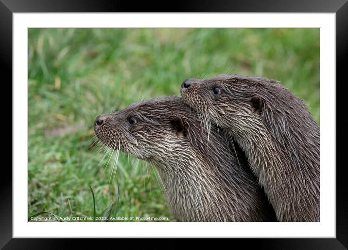Pair of Otters Framed Mounted Print by Andy Critchfield