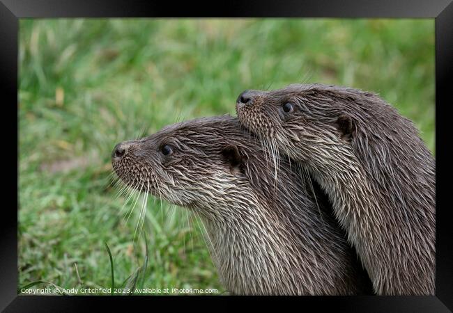 Pair of Otters Framed Print by Andy Critchfield