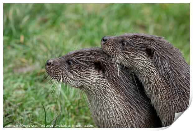 Pair of Otters Print by Andy Critchfield