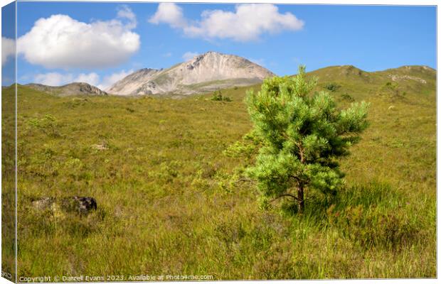 Young Pine and Beinn Eighe Canvas Print by Darrell Evans