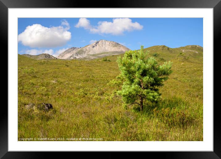 Young Pine and Beinn Eighe Framed Mounted Print by Darrell Evans