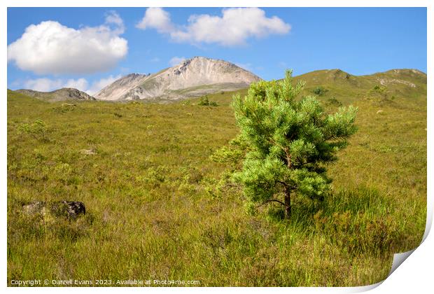 Young Pine and Beinn Eighe Print by Darrell Evans