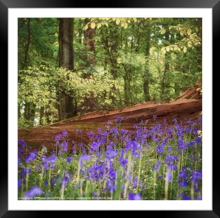 Bluebell Woods Framed Mounted Print by Fraser Hetherington