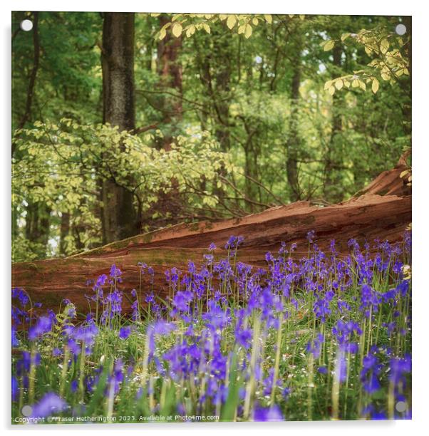 Bluebell Woods Acrylic by Fraser Hetherington