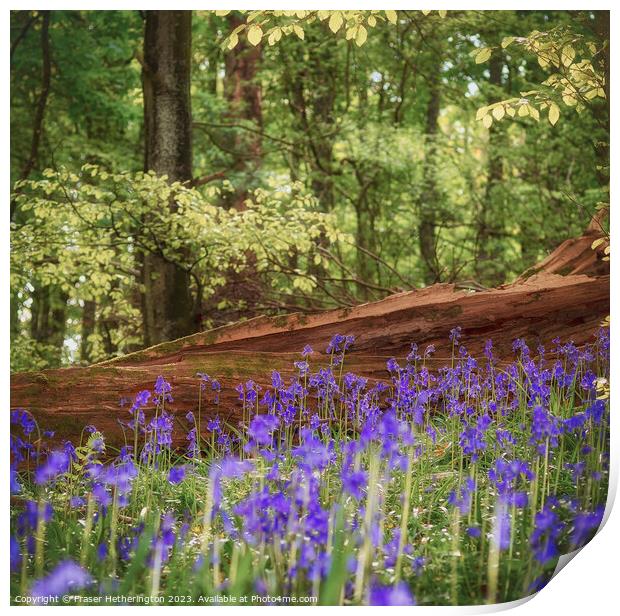 Bluebell Woods Print by Fraser Hetherington