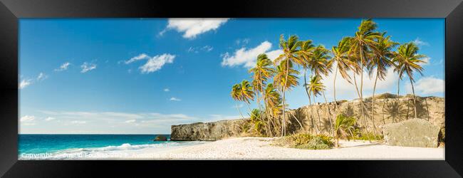 Palm trees at Bottom Bay, Barbados, Caribbean Framed Print by Justin Foulkes