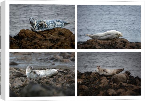 Enchanting Seals of the Scottish North Coast Canvas Print by Stephen Young