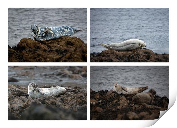 Enchanting Seals of the Scottish North Coast Print by Stephen Young