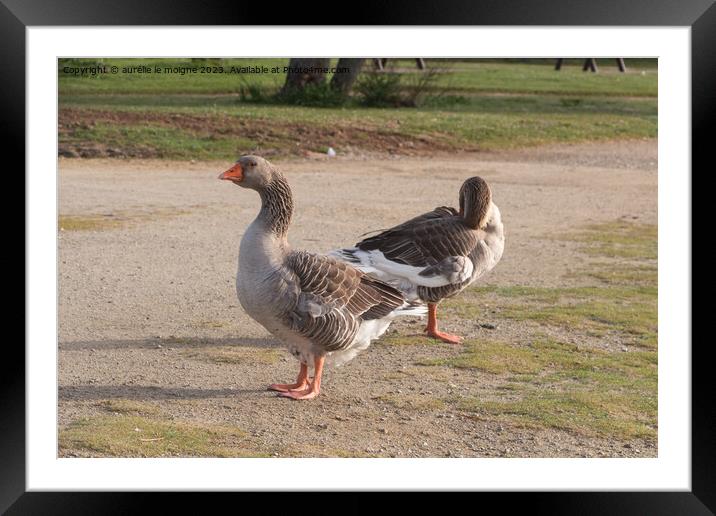 Greylag gooses on the bank of a river Framed Mounted Print by aurélie le moigne