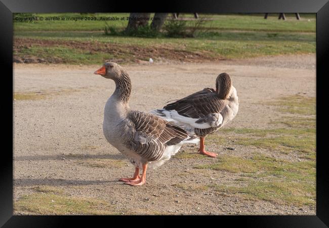 Greylag gooses on the bank of a river Framed Print by aurélie le moigne