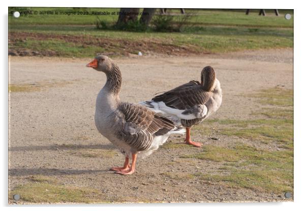 Greylag gooses on the bank of a river Acrylic by aurélie le moigne