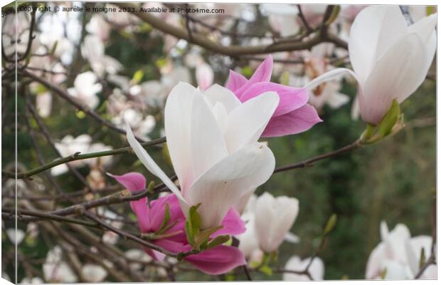 White and pink magnolia flowers in a garden Canvas Print by aurélie le moigne