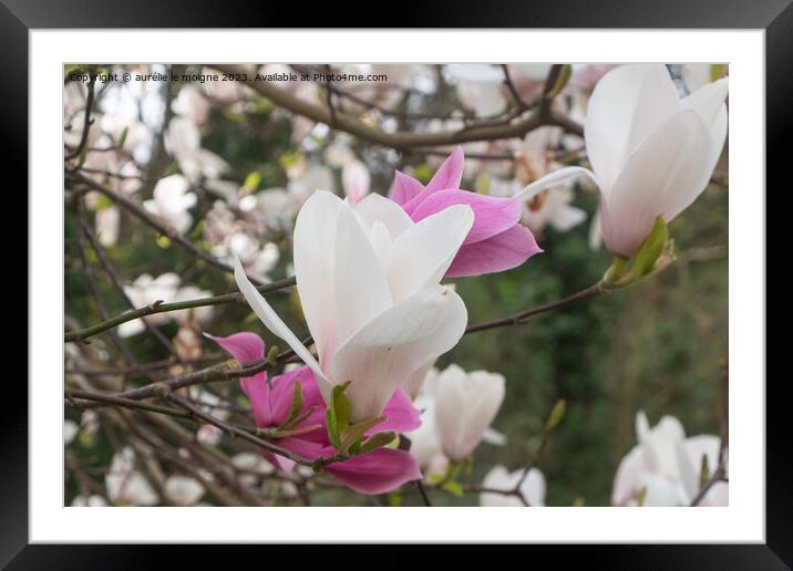 White and pink magnolia flowers in a garden Framed Mounted Print by aurélie le moigne