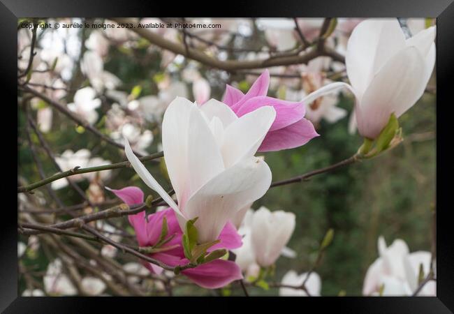 White and pink magnolia flowers in a garden Framed Print by aurélie le moigne