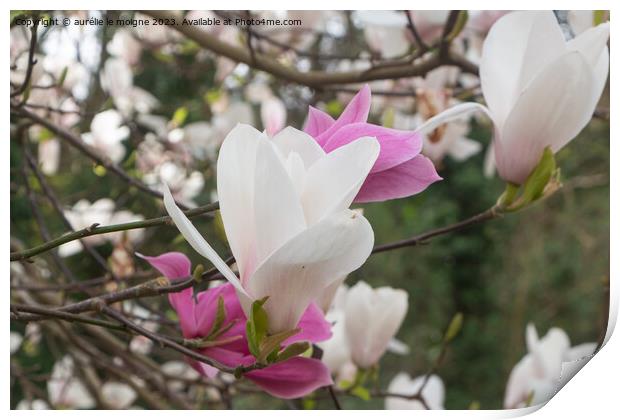 White and pink magnolia flowers in a garden Print by aurélie le moigne