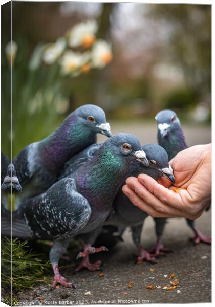Pigeons feeding from a hand  Canvas Print by Kirsty Barber