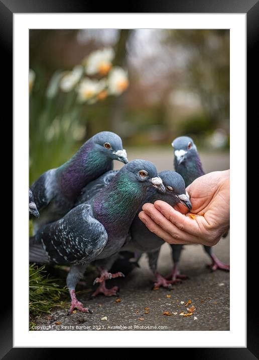 Pigeons feeding from a hand  Framed Mounted Print by Kirsty Barber