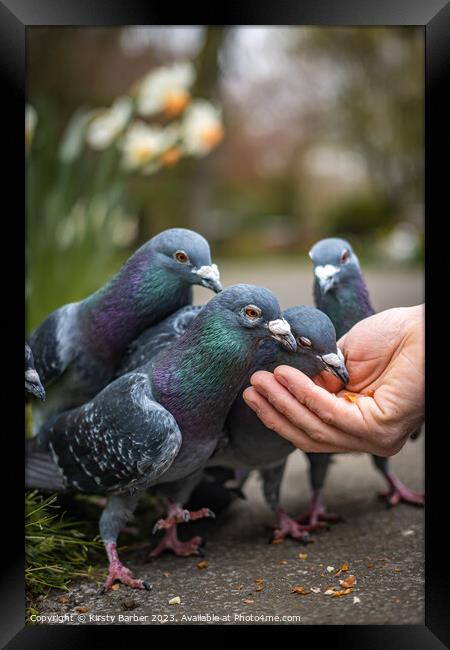 Pigeons feeding from a hand  Framed Print by Kirsty Barber