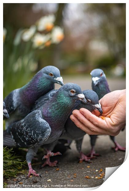 Pigeons feeding from a hand  Print by Kirsty Barber