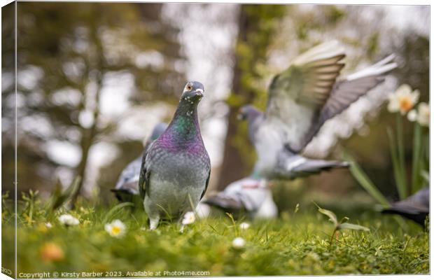 A pigeon that is standing in the grass Canvas Print by Kirsty Barber