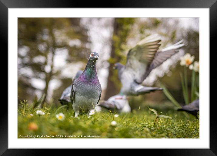 A pigeon that is standing in the grass Framed Mounted Print by Kirsty Barber