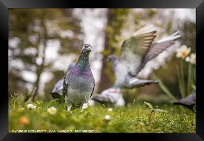 A pigeon that is standing in the grass Framed Print by Kirsty Barber