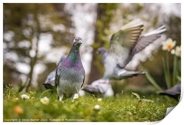 A pigeon that is standing in the grass Print by Kirsty Barber