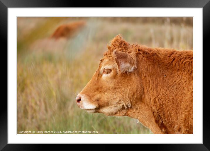 A brown cow standing on top of a grass covered field Framed Mounted Print by Kirsty Barber